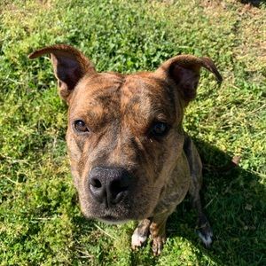 Meet your Posher, Barron